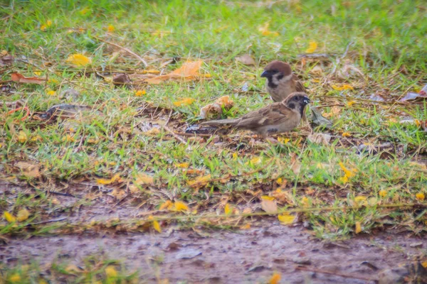 Eurasian Tree Sparrow Bird Looking Food Grass Field Wetland Passerine — Stock Photo, Image