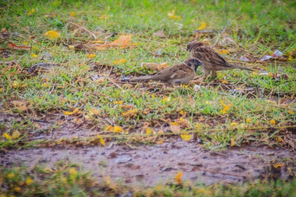 Eurasian Tree Sparrow Bird Looking Food Grass Field Wetland Passerine — Stock Photo, Image