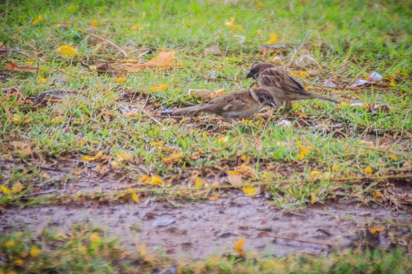 Eurasian Tree Sparrow Bird Looking Food Grass Field Wetland Passerine — Stock Photo, Image