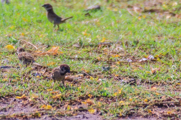 Eurasischer Baumsperlingsvogel Sucht Nahrung Auf Einer Wiese Feuchtgebiet Ist Ein — Stockfoto