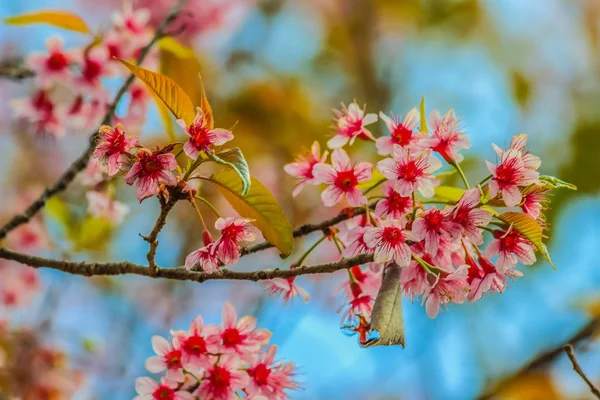 Pink Wild Himalayan Cherry Prunus Cerasoides Flores Árbol Con Hojas —  Fotos de Stock