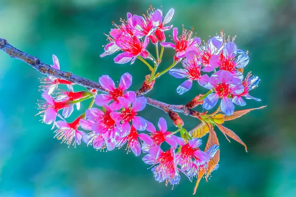 Rosa Ciliegia Selvatica Himalayana Prunus Cerasoides Fiori Albero Con Giovani — Foto Stock