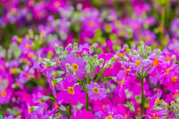 Gyönyörű Édes Rózsaszín Primula Virágok Borítják Reggel Fagy Háttér — Stock Fotó