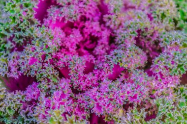 Güzel süs dekoratif lahana sabah frost arka plan ile kaplı. Organik mor dekoratif lahana (Brassica oleracea var. acephala) Bahçe.