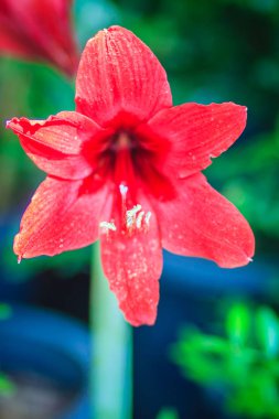 Güzel kırmızı çiçek bahçesinde bulunan bilimsel adlandırılmış Hippeastrum johnsonii Bury yeşil zemin üzerine. 