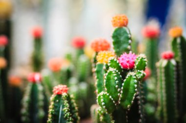 Ağaç piyasada satışa tencerede renkli sevimli kaktüs.