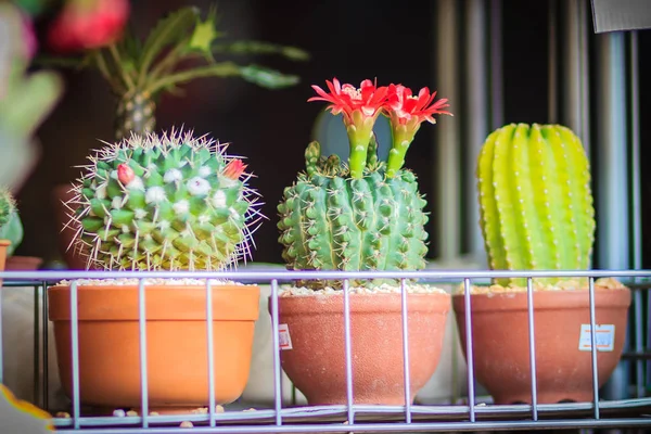 Mammillaria Cactus Fiore Rosso Fiore Vendita Mercato Degli Alberi — Foto Stock