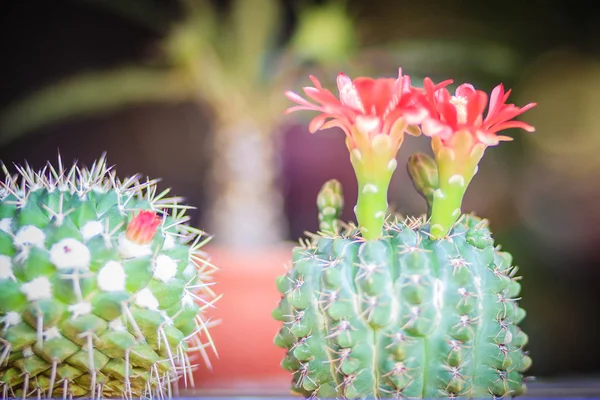 Mammillaria Cactus Flor Roja Flor Para Venta Mercado Árboles —  Fotos de Stock