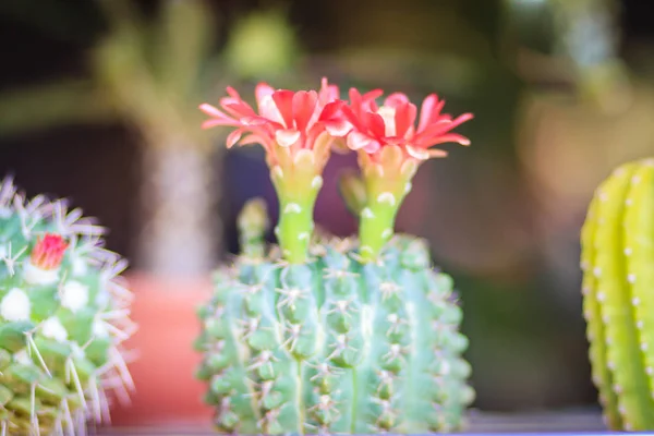 Mammillaria Cactus Flor Roja Flor Para Venta Mercado Árboles —  Fotos de Stock