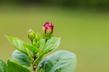 Güzel Hibiscus Rosa-Sinensis çiçek, Çin ebegümeci, Çin gül, Hawaii ebegümeci ve shoeblackplant da bilinir. Güzel tek Çin hibiscus kırmızı, tomurcuklanma çiçek arka plan bulanık.