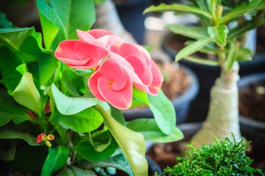 Güzel hibrid Euphorbia milii (diken, İsa'nın bitki, İsa'nın diken taç) büyük kırmızı çiçek ağaç piyasada Satılık. Kırmızı Euphorbia milii Desmoul çiçek.