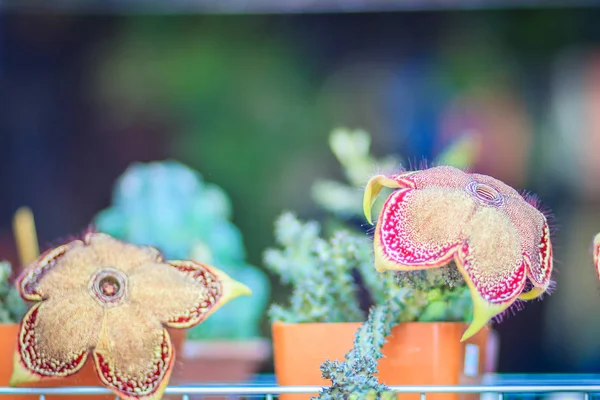 Családi Házak Villák Nak Eladó Közt Kis Aranyos Kaktusz — Stock Fotó