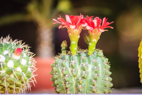 Mammillaria Cactus Flor Roja Flor Para Venta Mercado Árboles — Foto de Stock