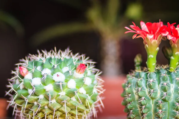 Mammillaria Cactus Red Blooming Flower Sale Tree Market — Stock Photo, Image