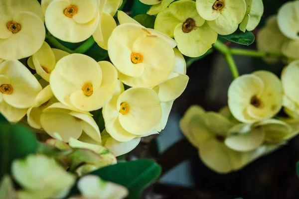 Vackra Hybrid Euphorbia Milii Krona Törnen Kristus Växt Kristi Thorn — Stockfoto