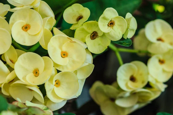 Bonito Híbrido Euphorbia Milii Coroa Espinhos Planta Cristo Espinho Cristo — Fotografia de Stock