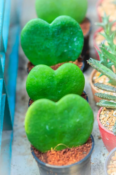 Allineato Verde Hoya Kerrii Lucky Heart Sweetheart Valentines Hoya Piante — Foto Stock