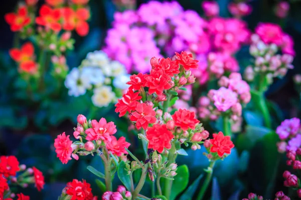 Vackra Kalanchoe Calandiva Blommor Till Salu Trädet Marknaden — Stockfoto