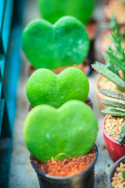 Allineato Verde Hoya Kerrii Lucky Heart Sweetheart Valentines Hoya Piante — Foto Stock