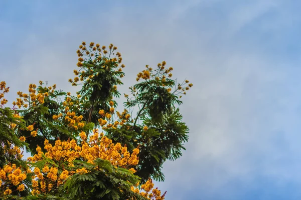 Hermosas Flores Peltophorum Pterocarpum Amarillas Árbol Comúnmente Conocidas Como Copperpod — Foto de Stock
