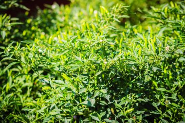 Organik yeşil kuş göz chili, kuş gözü chili, kuşun chili, Şili de arbol veya Tay biber meyve ağacı bush ile yeşil yaprakları arka plan üzerinde.