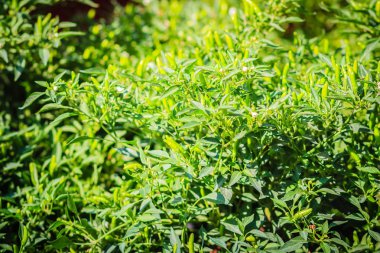 Organik yeşil kuş göz chili, kuş gözü chili, kuşun chili, Şili de arbol veya Tay biber meyve ağacı bush ile yeşil yaprakları arka plan üzerinde.