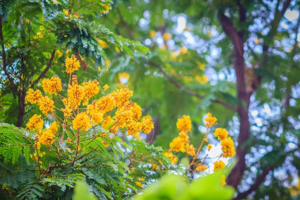 Красивый Желтый Peltophorum Птерокарпум Цветы Дереве Широко Известный Медная Стручка — стоковое фото
