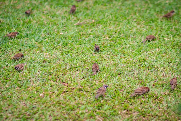 Stado Ptaków Mazurek Szukają Pożywienia Boisko Jest Ptak Rodziny Wróbel — Zdjęcie stockowe