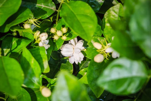 在绿色花园背景下的茉莉花丛生 美丽的阿拉伯茉莉花 Jasminum Sambac 花蕾花在树上 — 图库照片