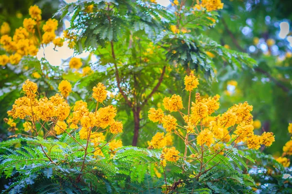 ツリーで Copperpod 華やかな Flametree 黄色のホウオウボクや黄色炎花の美しいイエロー Peltophorum Pterocarpum — ストック写真