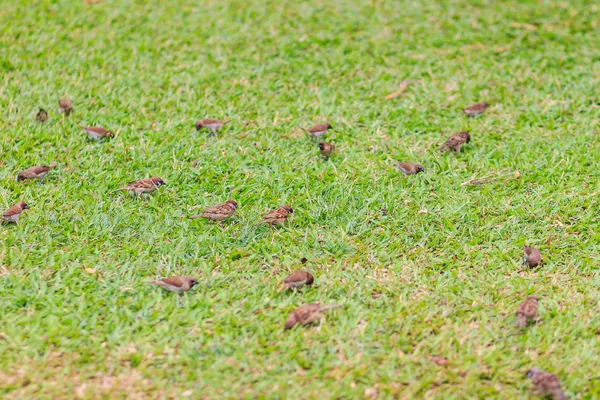 Flock Eurasian Tree Sparrow Bird Looking Food Grass Field Passerine — Stock Photo, Image