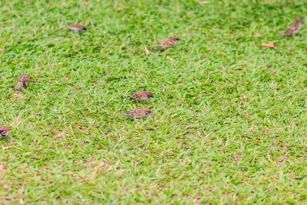 Flock Eurasian Tree Sparrow Bird Looking Food Grass Field Passerine — Stock Photo, Image