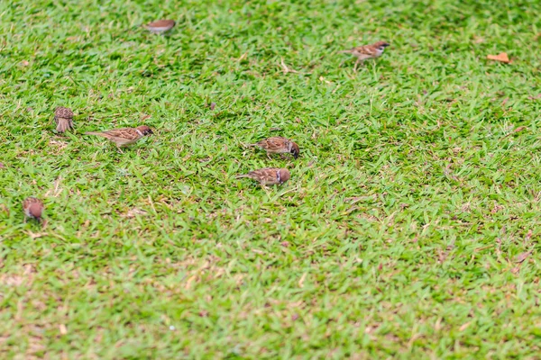 Flock Eurasian Tree Sparrow Bird Looking Food Grass Field Passerine — Stock Photo, Image