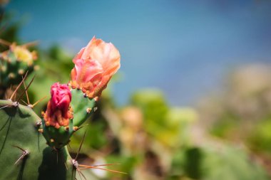 Güzel Opuntia cochenillifera tomurcuklanma çiçekler. Opuntia cochenillifera familyasından bir kaktüs Alt familya Opuntioideae.