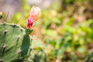 Güzel Opuntia cochenillifera tomurcuklanma çiçekler. Opuntia cochenillifera familyasından bir kaktüs Alt familya Opuntioideae.