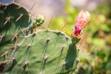 Güzel Opuntia cochenillifera tomurcuklanma çiçekler. Opuntia cochenillifera familyasından bir kaktüs Alt familya Opuntioideae.