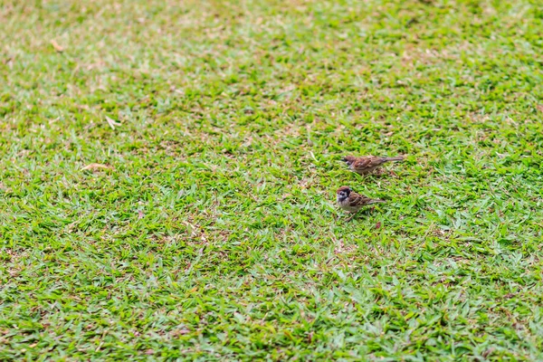 一群欧亚树麻雀鸟正在草地上寻找食物 麻雀家族中的路人鸟 有着丰富的栗子冠和颈背 每面颊上都有一块黑色的斑块 — 图库照片