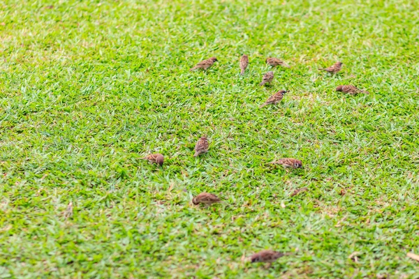 Manada Pájaro Gorrión Árbol Euroasiático Están Buscando Comida Campo Hierba —  Fotos de Stock