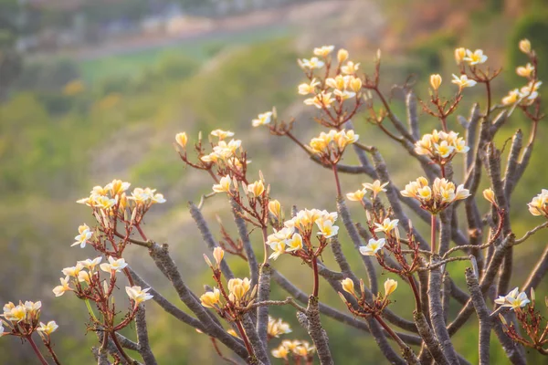 Bosque Plumeria Árboles Flores Montaña Cerca Khao Wang Phranakhon Kiri —  Fotos de Stock