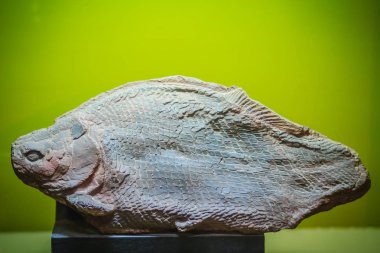 Bangkok Tayland, 15 Haziran 2017: Bir tarih öncesi otçul balık (Lepidotes buddhabutrensis) Jurassic dönem genel Rock ve mineraller Müzesi, Rama 6 road, Bangkok fosil