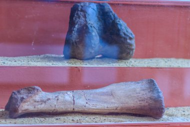 Dinozorlar bacak kemiklerin gerçekçi iskeletler görüntüsünü