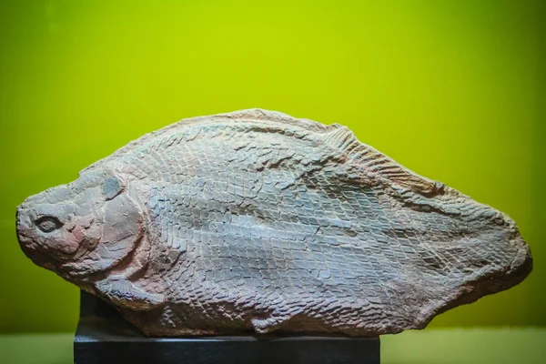 Bangkok Tayland, 15 Haziran 2017: Bir tarih öncesi otçul balık (Lepidotes buddhabutrensis) Jurassic dönem genel Rock ve mineraller Müzesi, Rama 6 road, Bangkok fosil