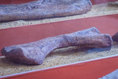 Dinozorlar bacak kemiklerin gerçekçi iskeletler görüntüsünü