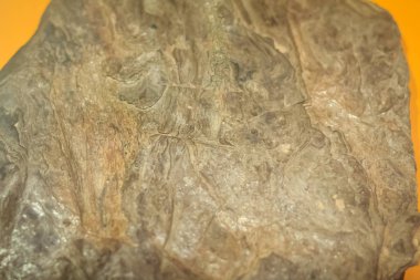 Madencilik ve Tasocakliği Industries dan petrol şeyl örnek. Petrol şeyl hangi sıvı hidrokarbon denilen şeyl petrol üretilebilir kerogen içeren bir zengin organik ince taneli tortul olduğunu.