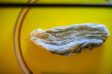 Yaygın metamorfik kayalarda bulunan amfibol silikat maden.