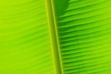 Yaprak yeşil muz ağacı için arka plan deseni. Renkli egzotik muz yaprak parlak güneş ışığı altında.