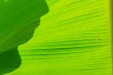 Yaprak yeşil muz ağacı için arka plan deseni. Renkli egzotik muz yaprak parlak güneş ışığı altında.