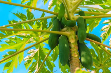 Organik yeşil Papaya meyve ağacındaki yeşil ile arka bahçede Bahçe bırakır. Doğa taze yeşil papaya meyve parlak mavi gökyüzü güneşli gün ile ağaç üzerinde.