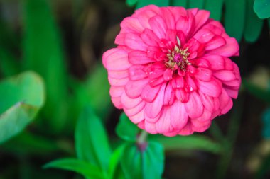 Güzel pembe Zinnia çiçeği (Zinnia violacea süvarileri) güneşli yaz bahçesinde. Zinnia bitkiler papatya aile içinde ayçiçeği Kabilesinin bir cinsidir.