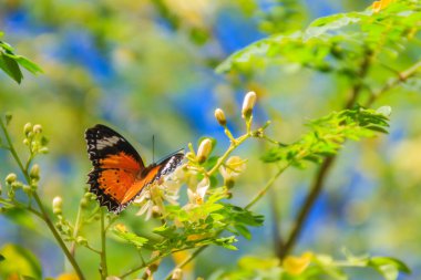 Sevimli leopar lacewing kelebek (Cethosia cyane), bir tür heliconiine kelebek. Kır çiçekleri altında açık mavi gökyüzü arka plan üzerinde tıraşlama güzel turuncu siyah beyaz benekli kelebek.